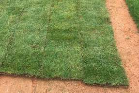 carpet-grass-sample-catalogue-greenage-landscaping-services-singapore