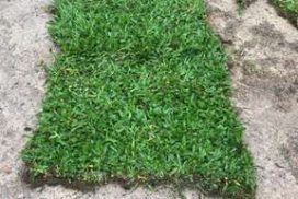 Home 27 cow grass sample catalogue ga carpet and artificial grass singapore