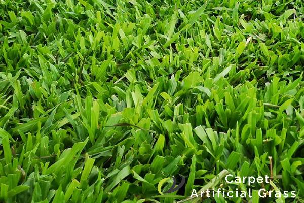 Home 5 cow-grass-singapore-ga-carpet-artificial-grass-singapore