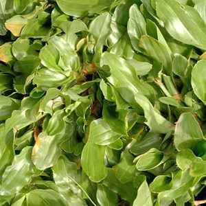 pearl-grass-product-image-greenage-landscape-singapore-1