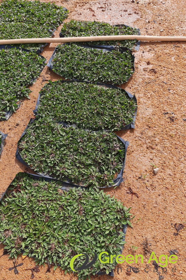 Pearl Grass 2 pearl-grass-product-image-greenage-landscape-singapore-2