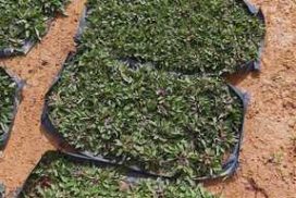 Home 28 pearl grass sample catalogue ga carpet and artificial grass singapore