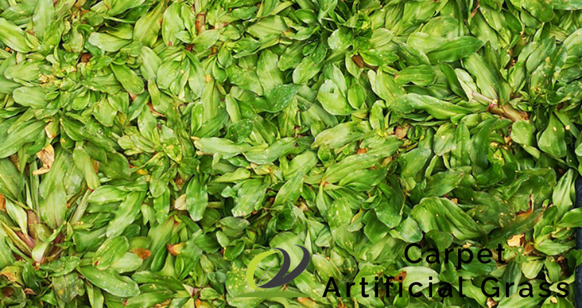 pearl grass services image ga carpet artificial grass singapore 1