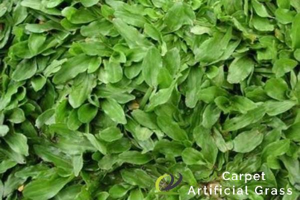Home 9 pearl-grass-singapore-ga-carpet-artificial-grass-singapore