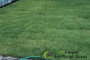 cow-grass-maintenance-services-ga-carpet-artificials-grass-singapore-4