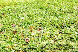 pearl-grass-installation-image-ga-carpet-artificial-grass-singapore-1