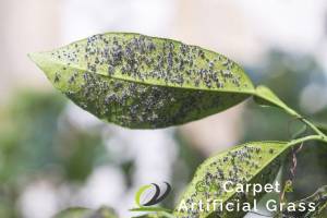 Do’s and Dont’s To Remember For Grass Turf Maintenance in Singapore 3 pests-and-diseases-dos-and-donts-to-remember-for-grass-turf-maintenance-ga-carpet-artificial-grass-singapore