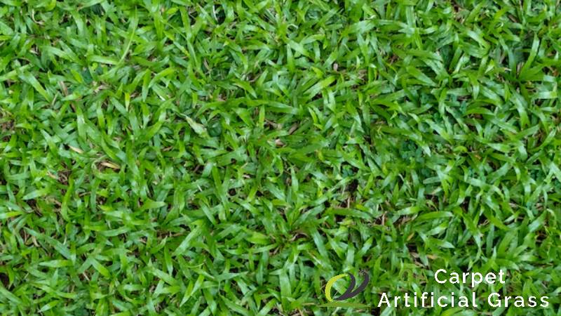 featured-why-cow-grass-is-a-budget-friendly-option-for-singapore-homeowners-cow-grass-ga-carpet-artificial-grass-singapore