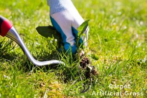 5 DIY Grass Planting Mistakes You Should Avoid in Singapore 4 skipping-weed-prevention-measures-5-diy-grass-planting-mistakes-you-should-avoid-in-singapore-turfing-ga-carpet-artificial-grass-singapore