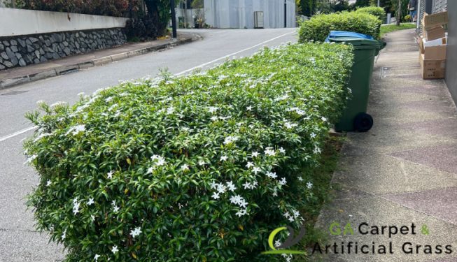 bushes-trimming-services-ga-carpet-and-artificial-grass-singapore-landed-braddell-2