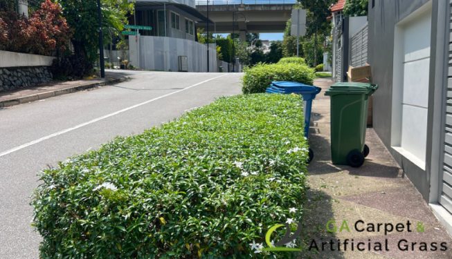 bushes-trimming-services-ga-carpet-and-artificial-grass-singapore-landed-braddell-3