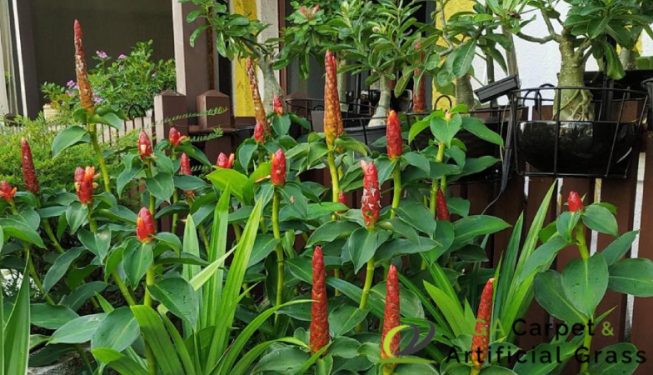 garden-maintenance-ga-carpet-and-artificial-grass-singapore-serangoon-2