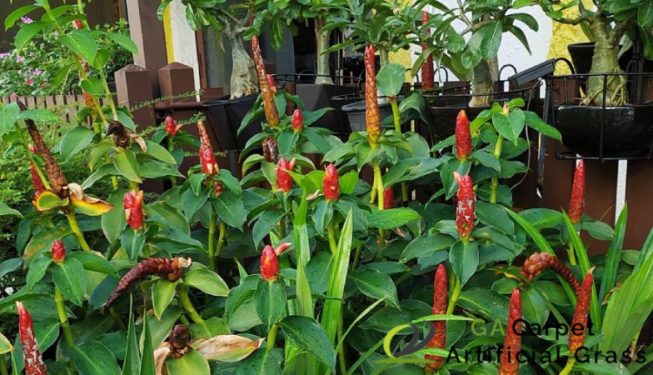 garden-maintenance-ga-carpet-and-artificial-grass-singapore-serangoon-3