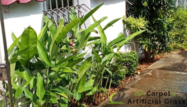 gardener-service-ga-carpet-and-artificial-grass-singapore-landed-ang-mo-kio-2