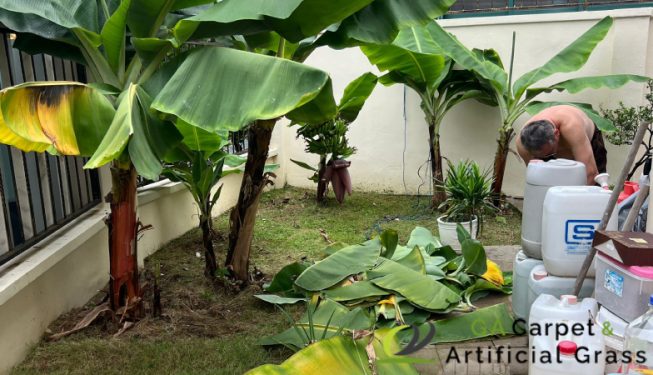 gardening-maintenance-ga-carpet-and-artificial-grass-singapore-landed-joo-chiat-terrace-4