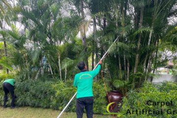 tree-pruning-services-ga-carpet-and-artificial-grass-singapore-landed-novena