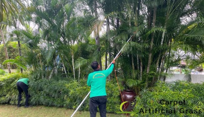 tree-pruning-services-ga-carpet-and-artificial-grass-singapore-landed-novena