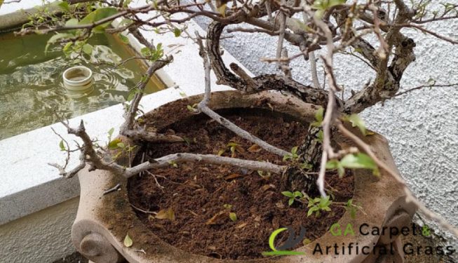 weed-removal-services-greenage-lanscape-singapore-landed-bukit-timah-3